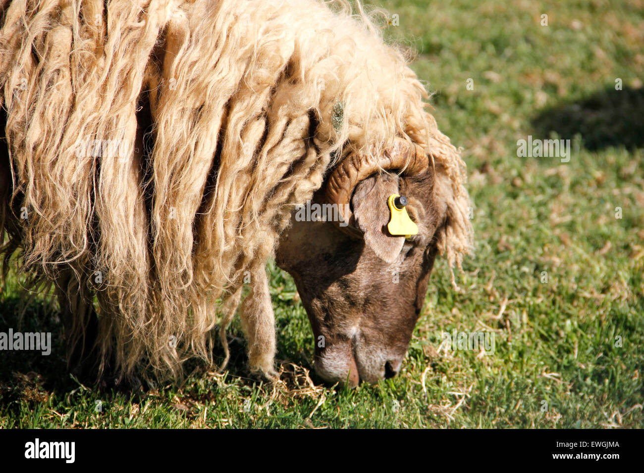 Sheep in the field eating grass Stock Photo - Alamy