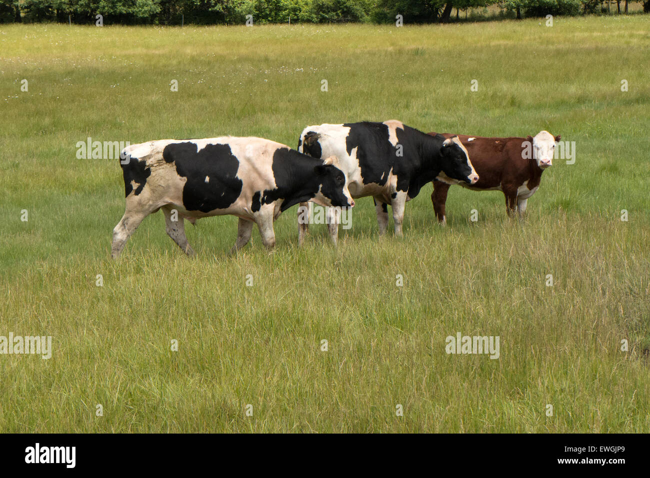 Three bulls in pasture. Stock Photo