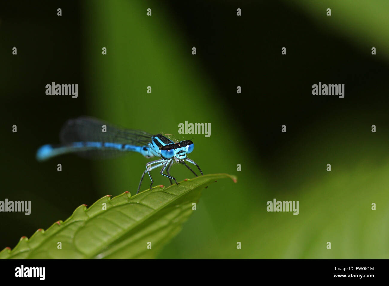 Dragonfly damselfly on a green leaf Stock Photo - Alamy