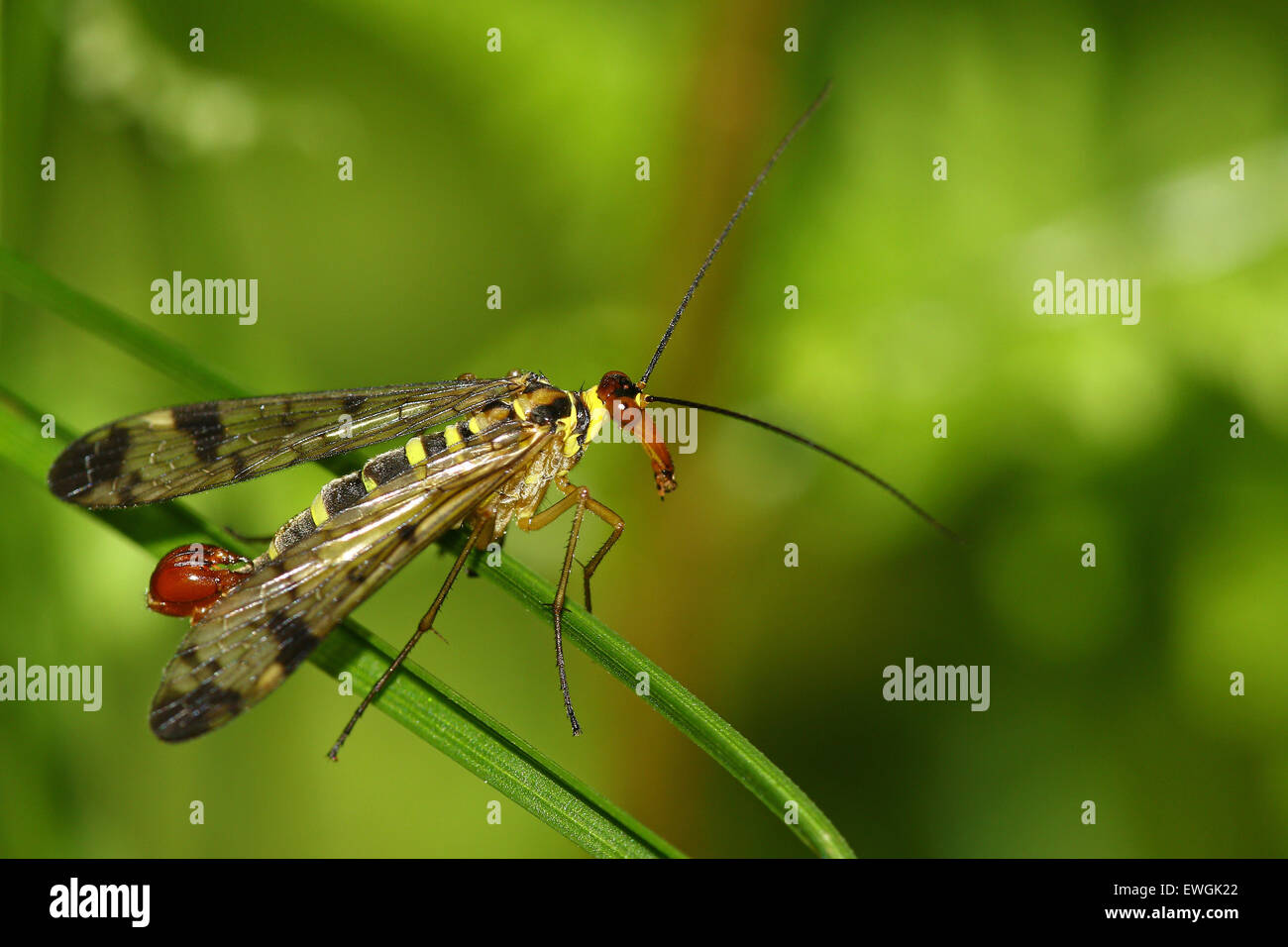 Scorpion fly on a strand of green grass Stock Photo