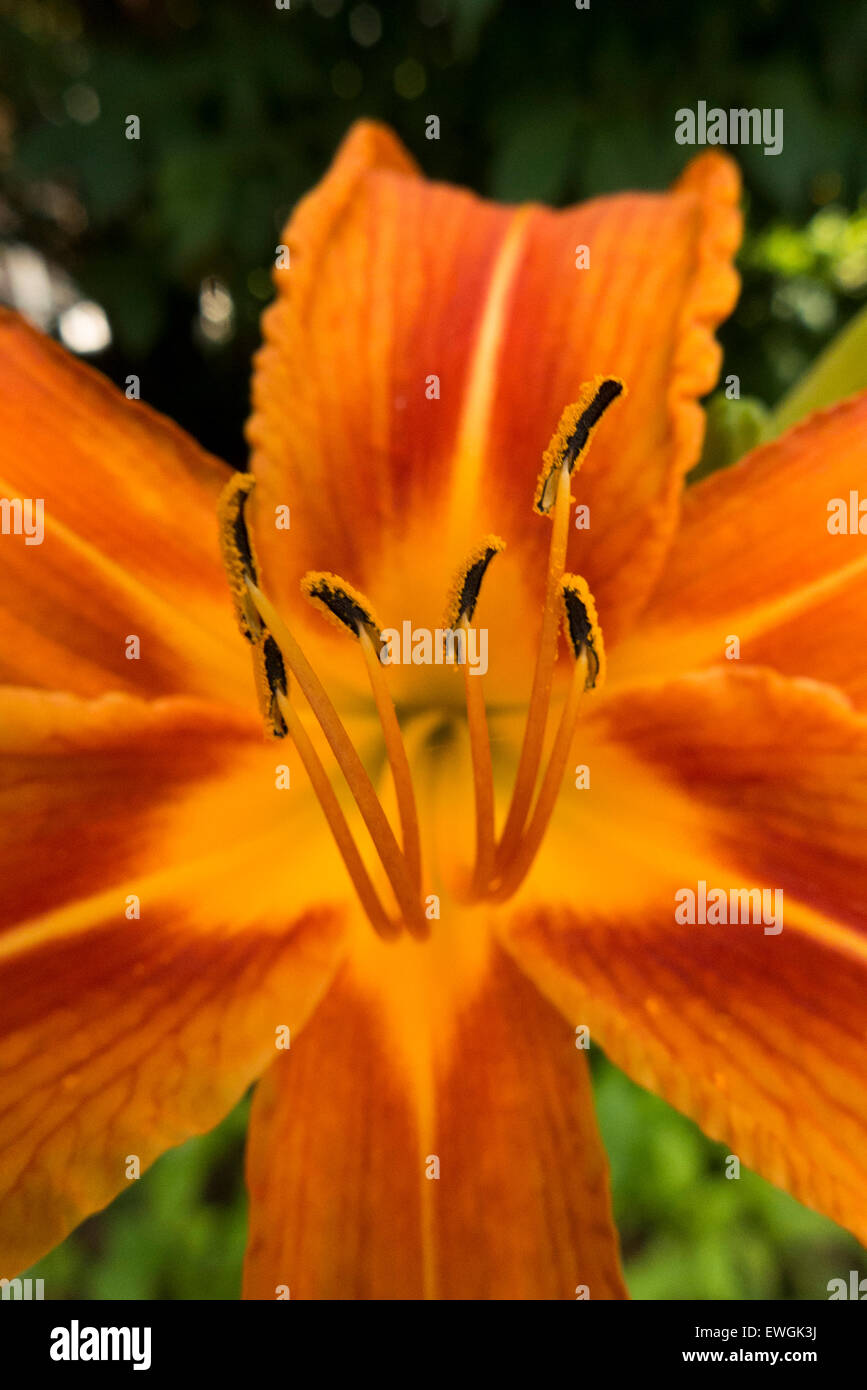 Lily bloom blossom hires stock photography and images Alamy