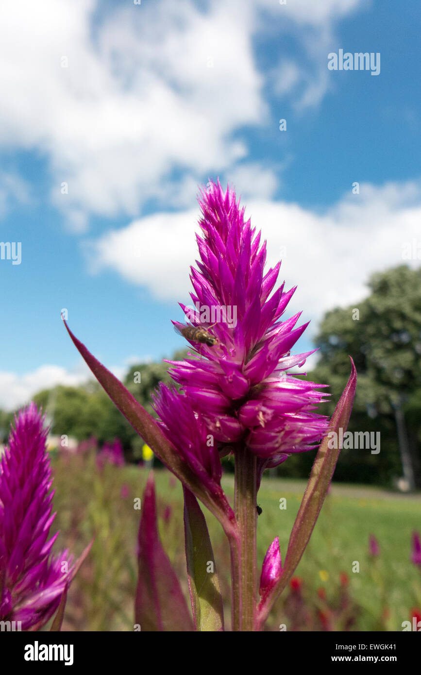 Purple cone shaped flower Stock Photo Alamy
