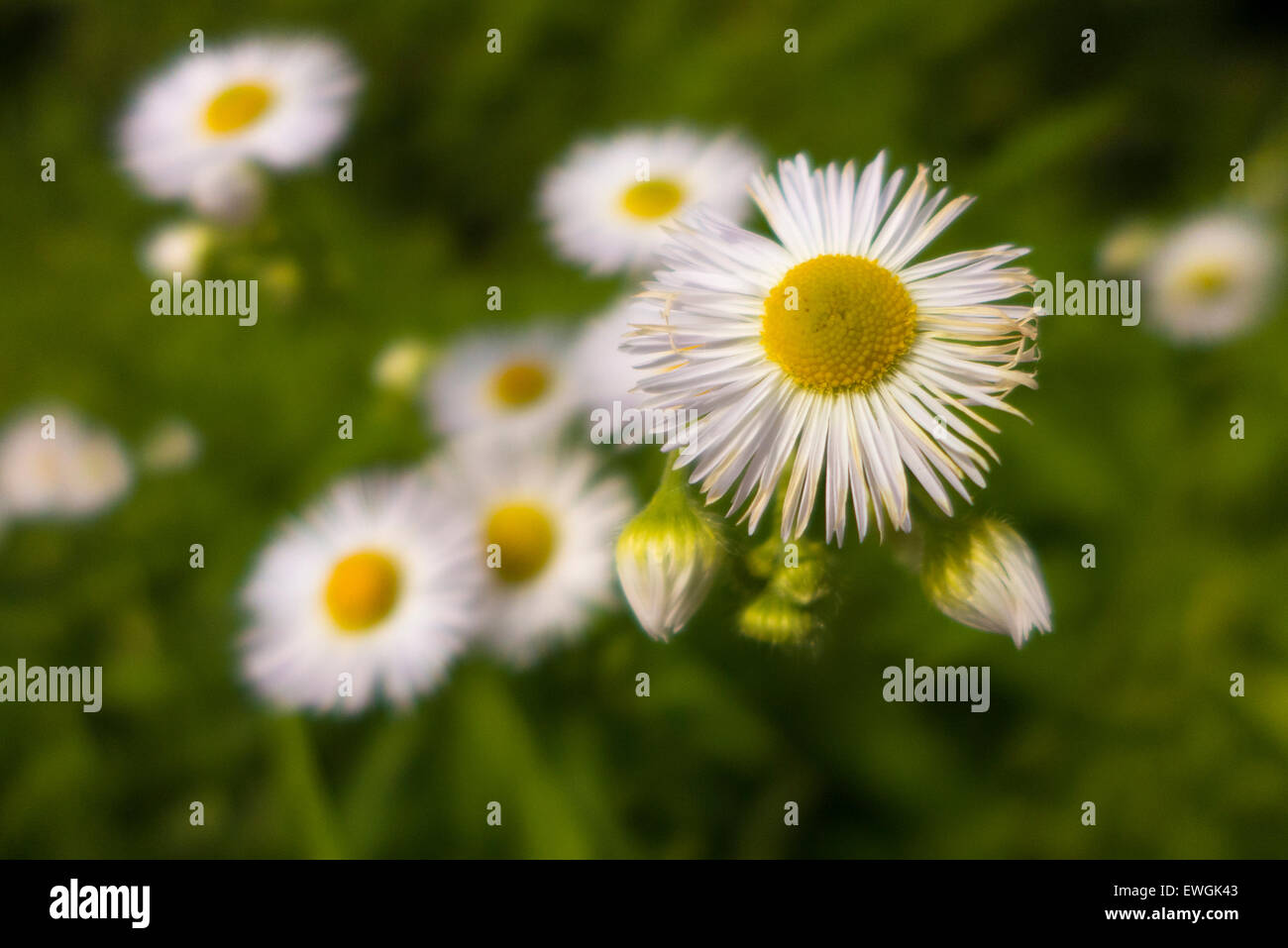 Daisy like wildflower Stock Photo Alamy