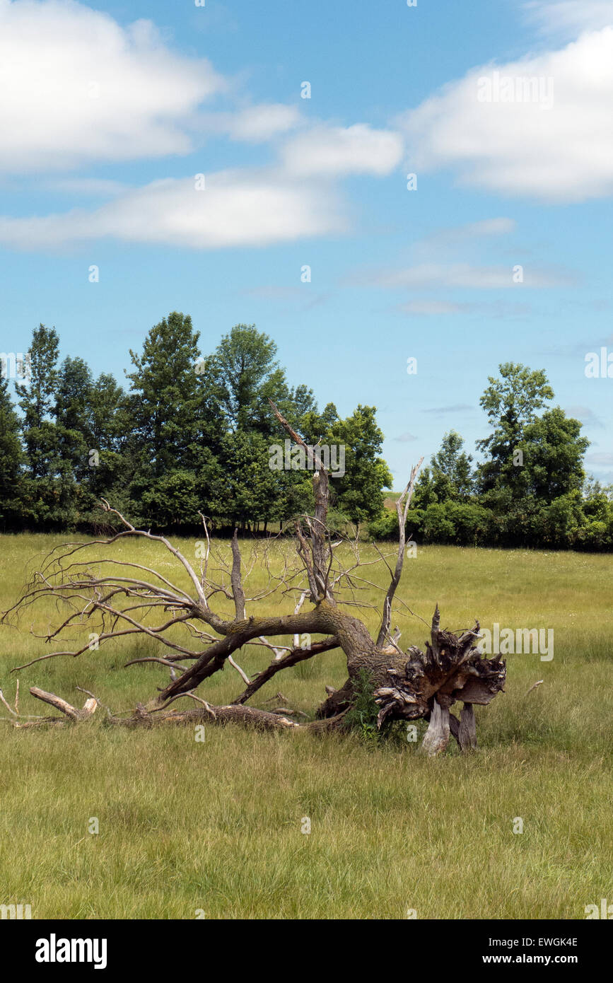 Dead tree in meadow. Stock Photo