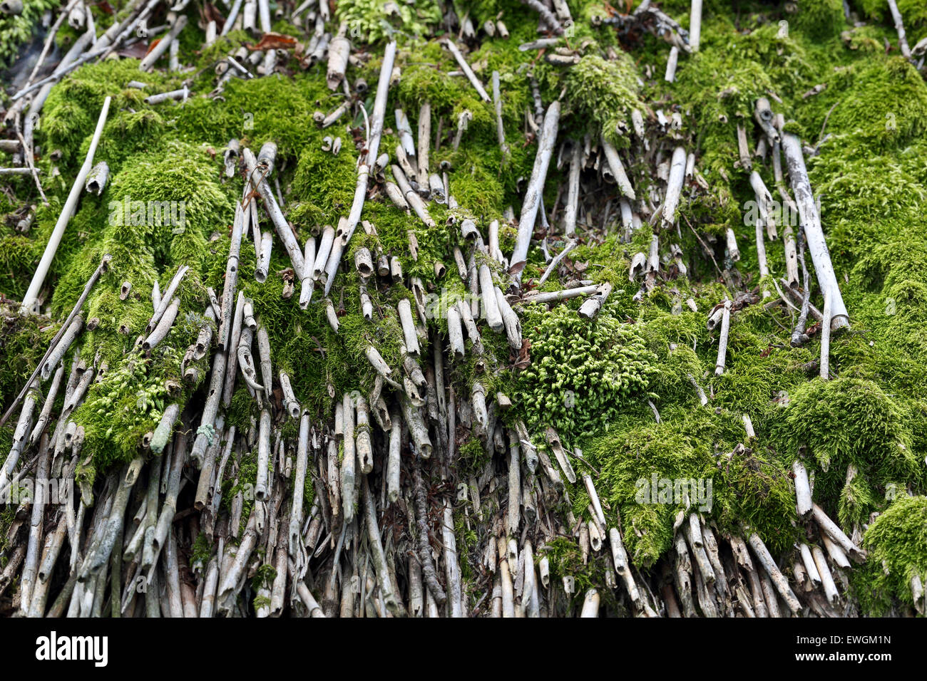 straw roof with green moss Stock Photo