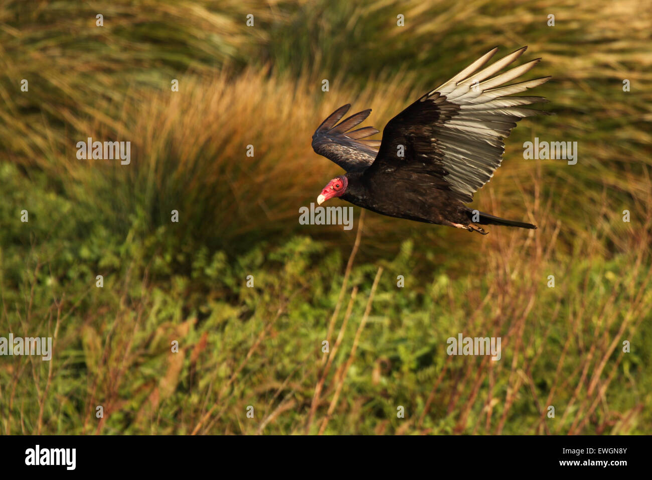 A Turkey Vulture hovering with wings spread Stock Photo Alamy