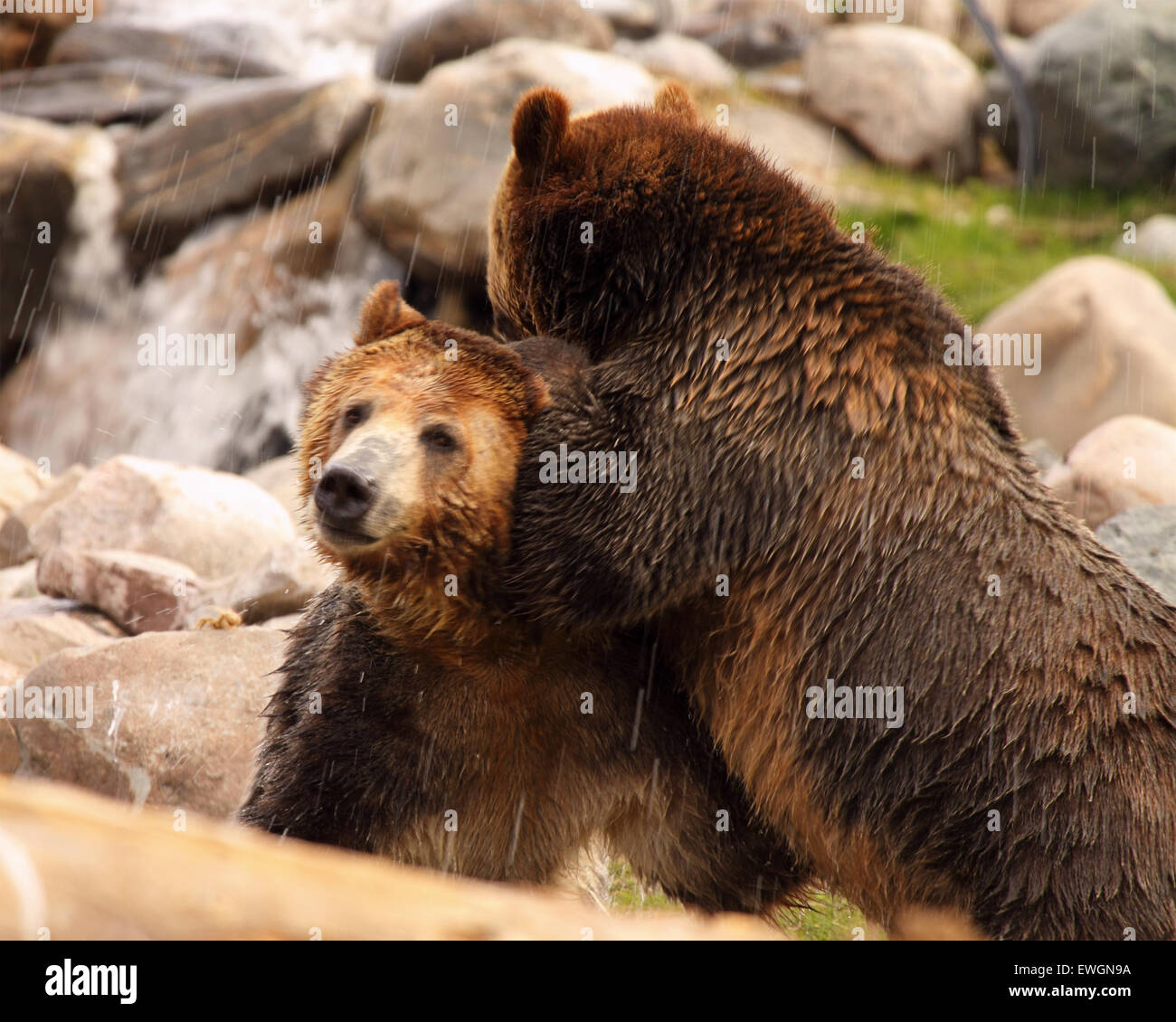 A pair of Grizzly Bears cuddling in the rain. Stock Photo