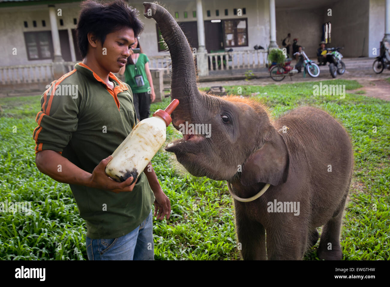A mahout giving milk to a baby elephant that is under treatment at Sumatran elephant rehabilitation center in Way Kambas National Park, Indonesia. Stock Photo