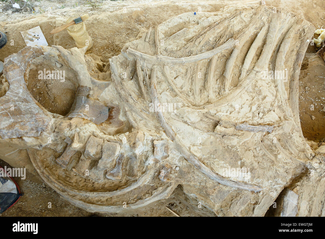 Rhino fossil skeleton (Stephanorhinus etruscus) Muro de Aguas. La Rioja. Spain. Europe Stock Photo