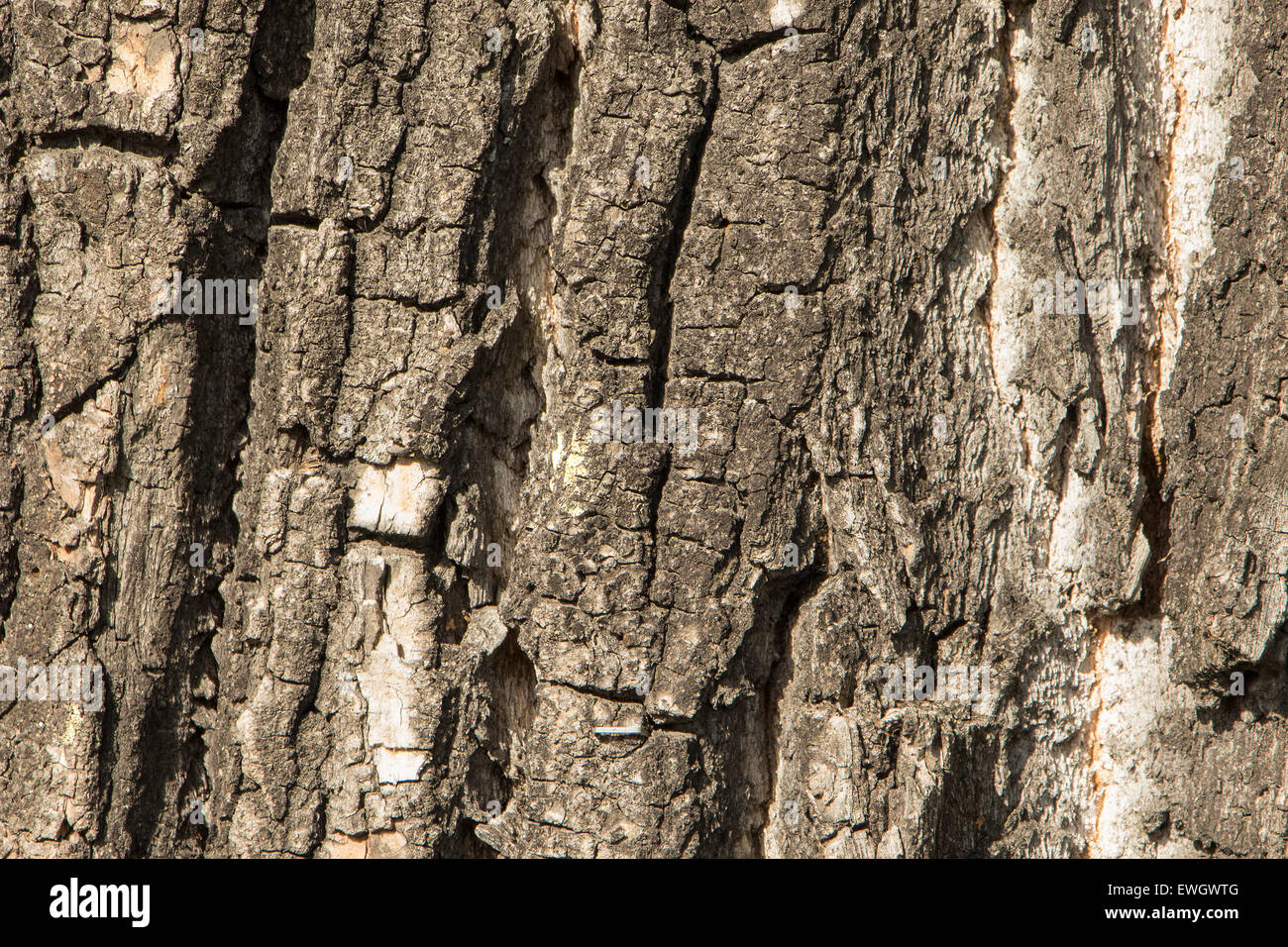 Background or texture of bark of tree. Stock Photo