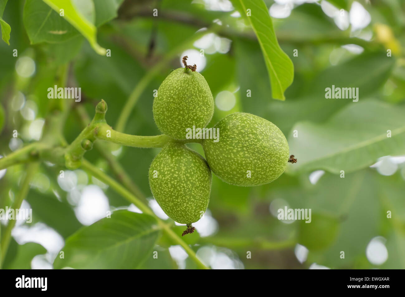Three fresh and growing walnuts on the tree Stock Photo - Alamy
