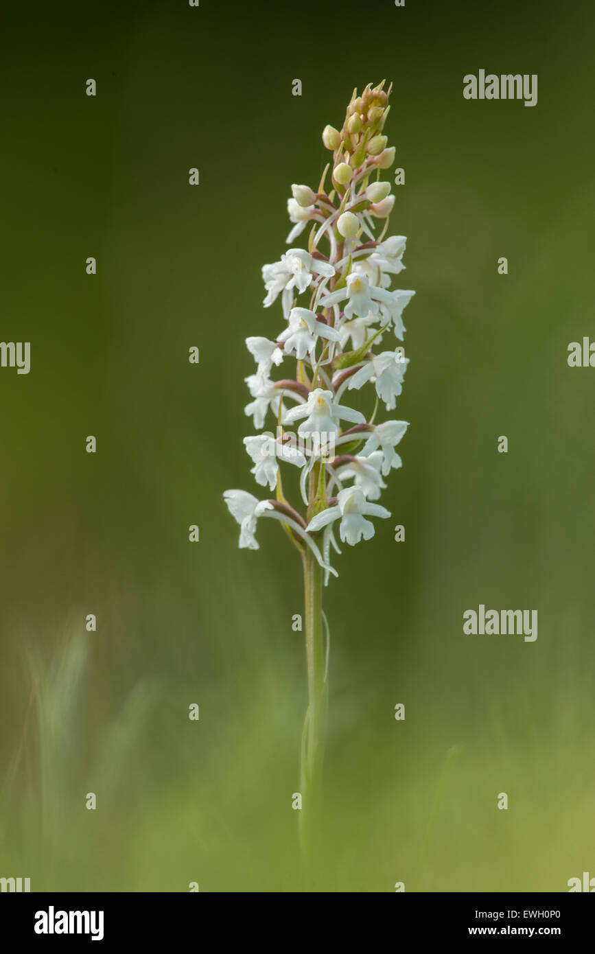 The white form albiflora Chalk Fragrant Orchid at Noar Hill in Hampshire. Stock Photo