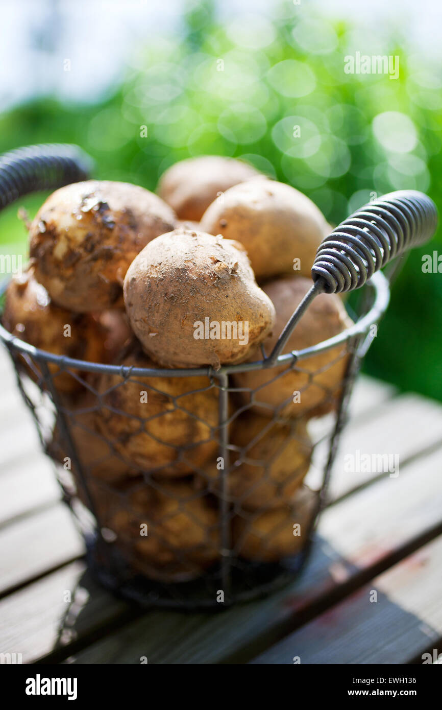Fresh uncooked potatoes in wire basket Stock Photo Alamy