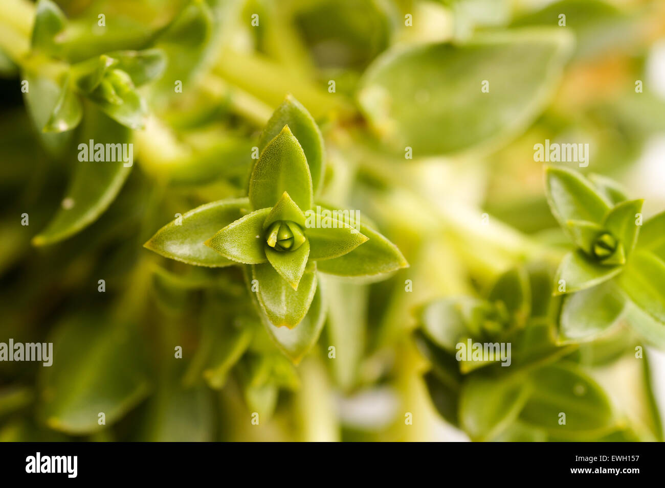 Green Sea Sandwort Herb used for both cooking, alternative medicine and aromatherapy. Great ingrediens in the New Nordic cuisine Stock Photo