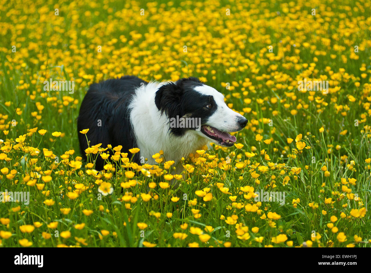 border collie dog in buttercup field of flowers Stock Photo