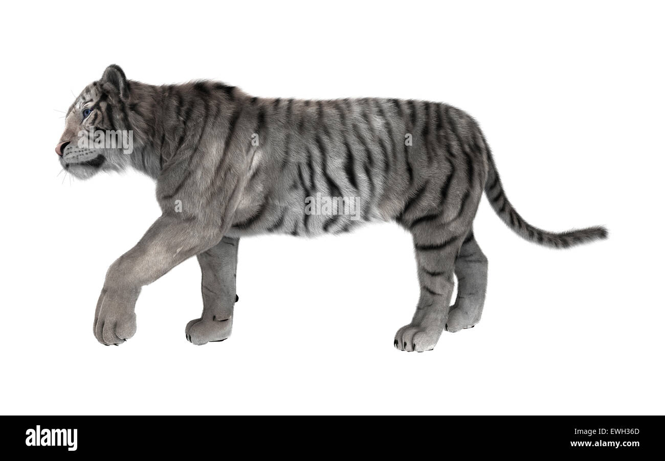 Tiger walking Cut Out Stock Images & Pictures - Alamy Tiger walking Cut Out Stock Images & Pictures - Alamy