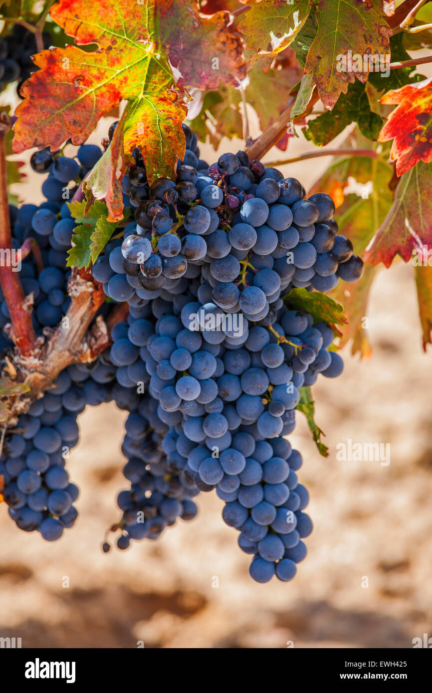 collects black grapes from the vineyard Stock Photo