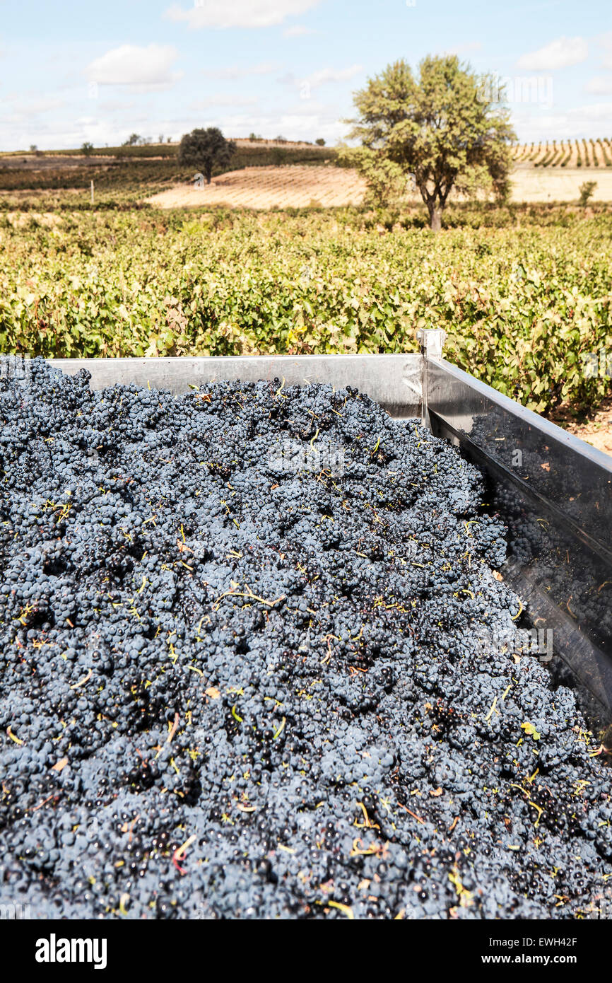 collects black grapes from the vineyard Stock Photo