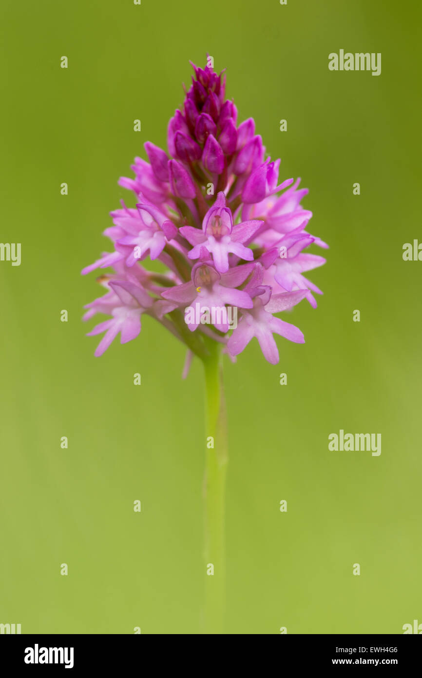 A Pyramidal Orchid at Noar Hill in Hampshire. Stock Photo
