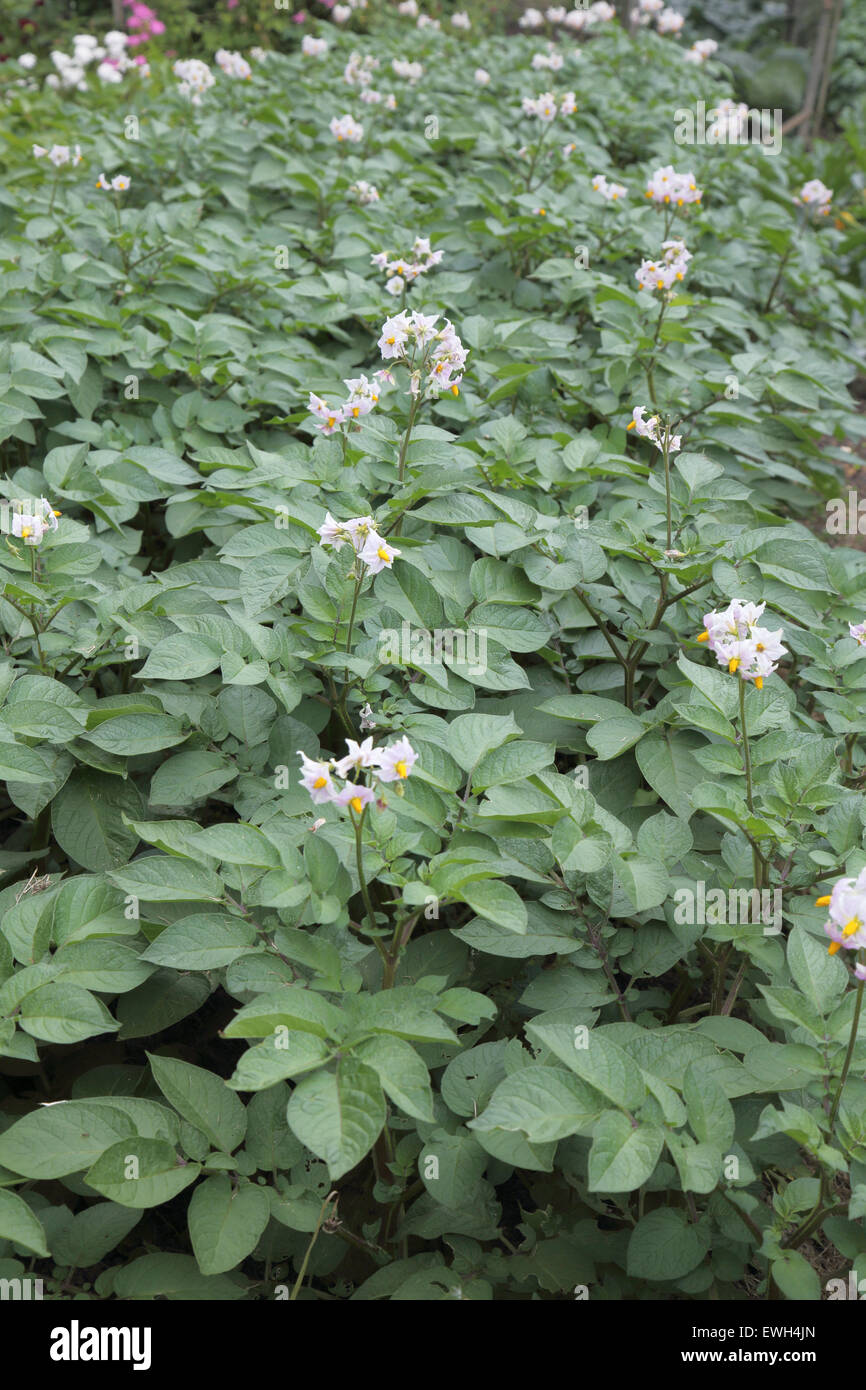 flowers on potato plants in june on an allotment Stock Photo Alamy