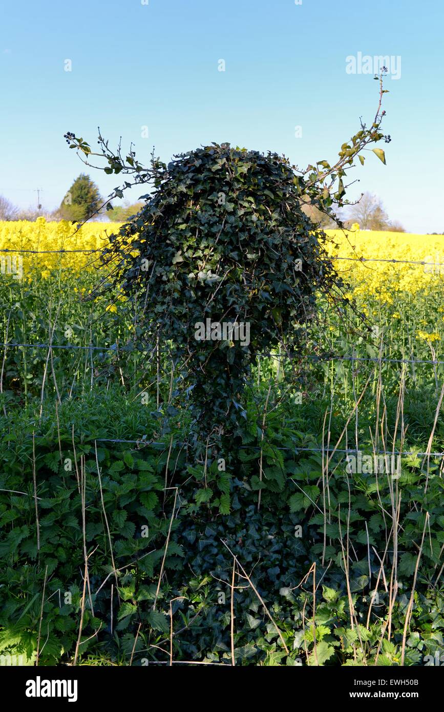Vine weed growing round a barbed fence post looks like a human head and