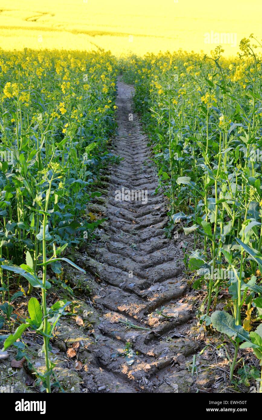 Tyre tracks in mud made by a tractor through a rapeseed field Stock Photo