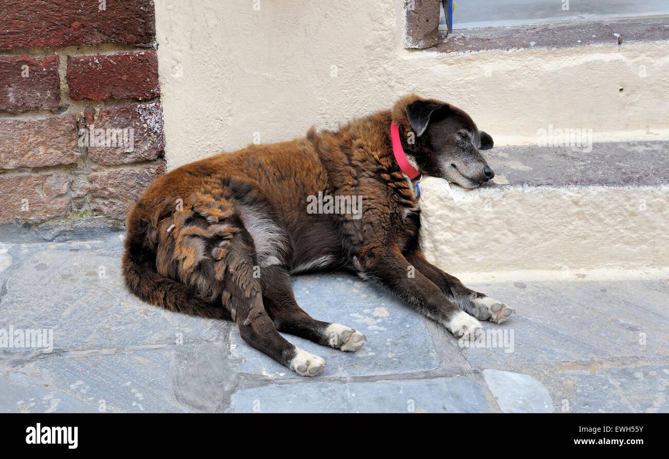 A dog resting it's head on a step fast asleep in the village of Oia Santorini Greece Stock Photo