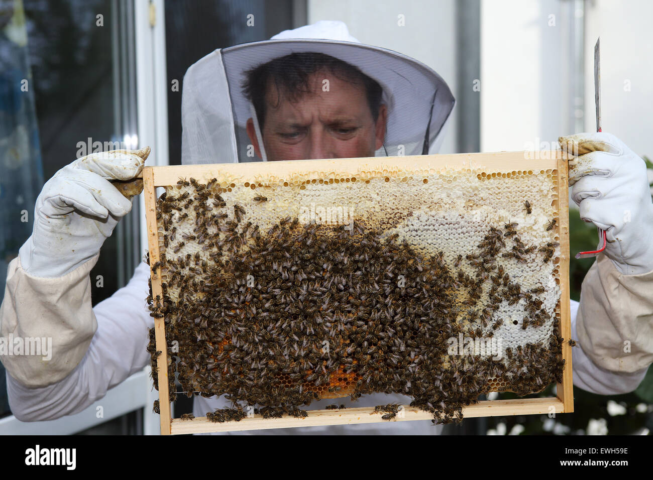 Berlin, Germany, beekeeper inspects a honeycomb of his bee colony Stock Photo