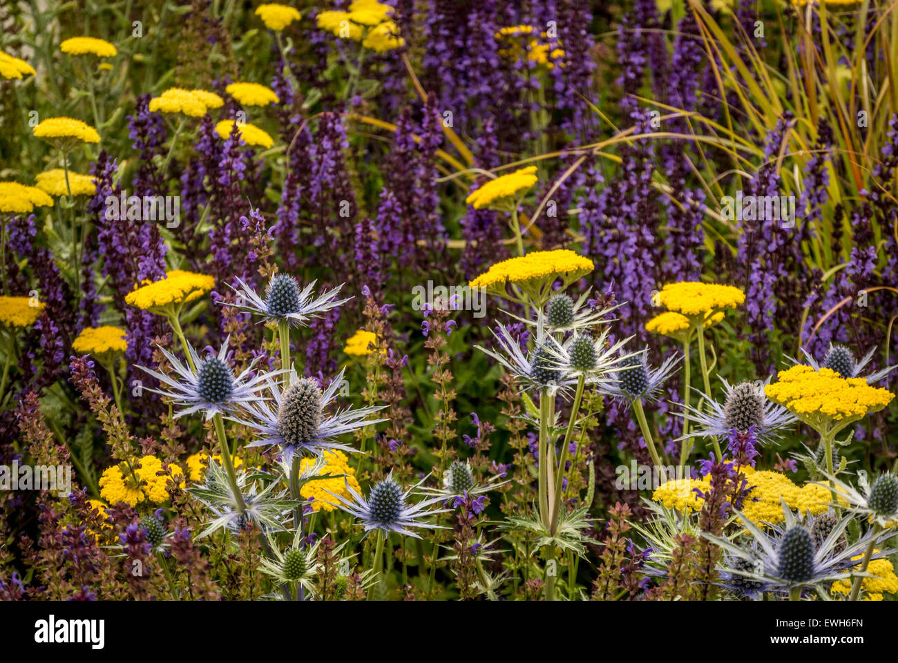 Eryngium, Salvia and Achillea flowers growing in garden. Stock Photo