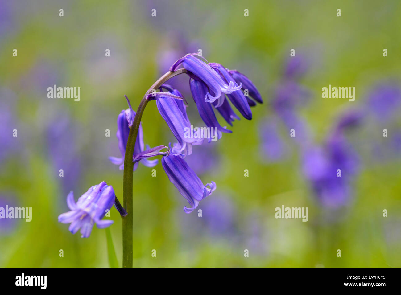 Bluebell, Hyacinthoides non-scripta, Endymion non-scriptus, wildflower, Carstramon Wood, Dumfries & Galloway, Scotland Stock Photo