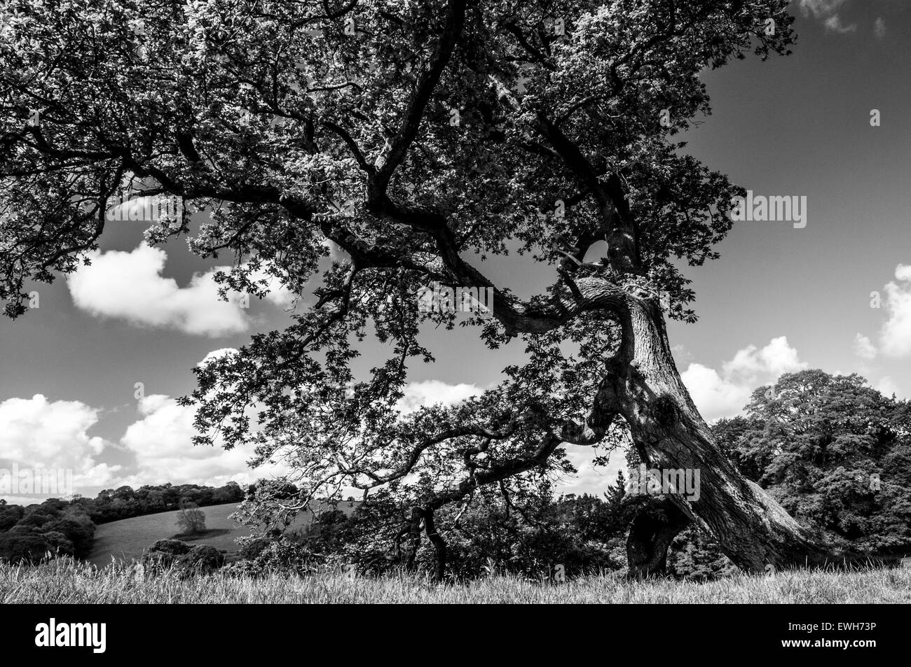 Mature tree in the English countryside in black and white. Stock Photo