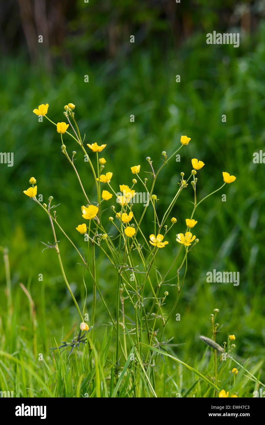 Meadow Buttercup, Ranunculus acris, wildflower, Dumfries & Galloway, Scotland Stock Photo
