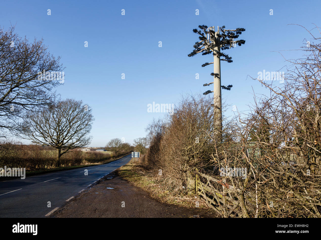 Phone mast disguised as pine tree, Towthorpe Moor Lane, near York, North Yorkshire, England Stock Photo