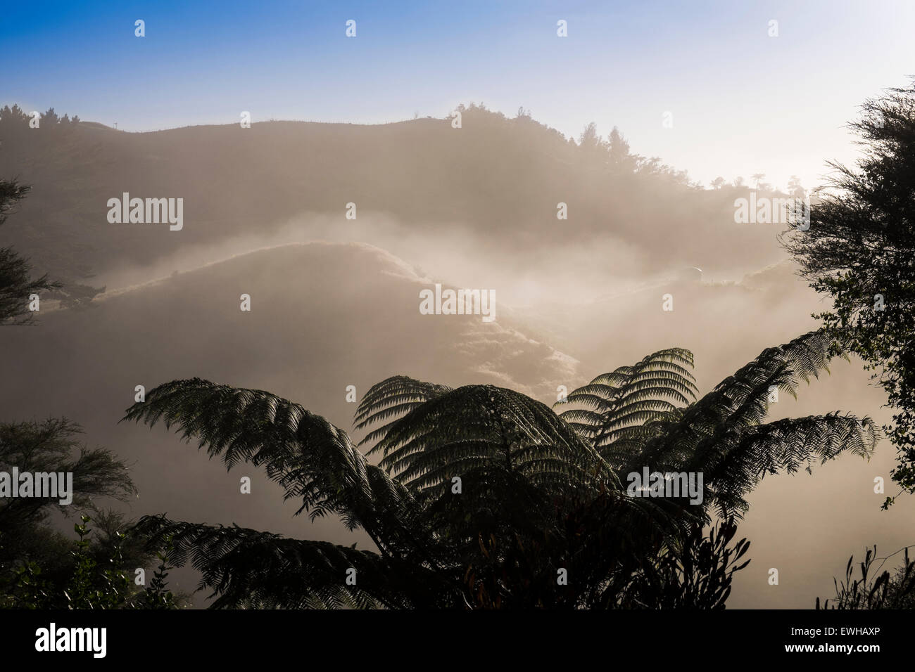Fern trees with dew and a misty background in the hills outside Waitomo, New Zealand. Stock Photo