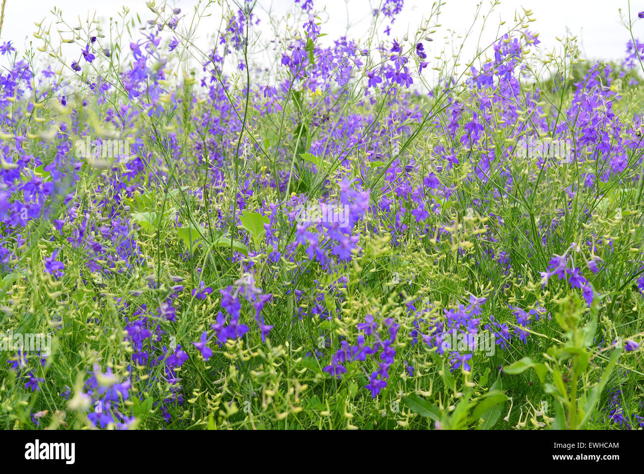 Blue wildflowers in the meadow in summer Stock Photo - Alamy