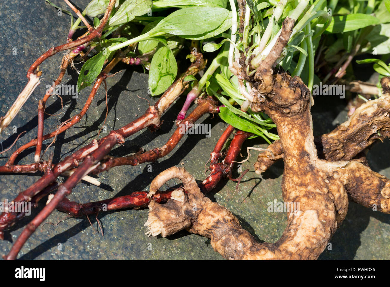 Saponaria Root High Resolution Stock Photography and Images Alamy