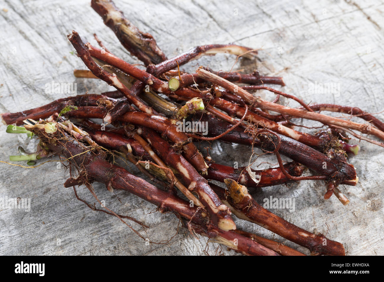 Common soapwort, crow soap, soapweed, root, roots, Echtes Seifenkraut