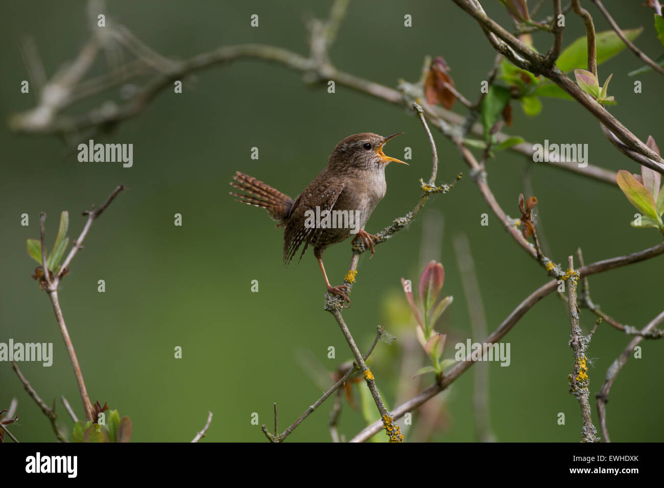 Eurasian Wren, Zaunkönig, singend, Zaun-König, Troglodytes troglodytes, le Troglodyte mignon Stock Photo