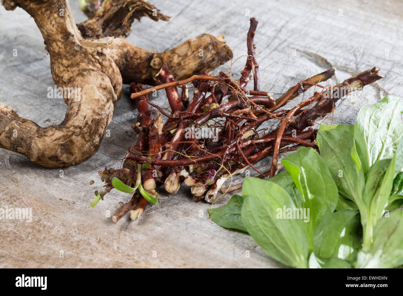 Common soapwort, crow soap, soapweed, root, roots, Echtes Seifenkraut