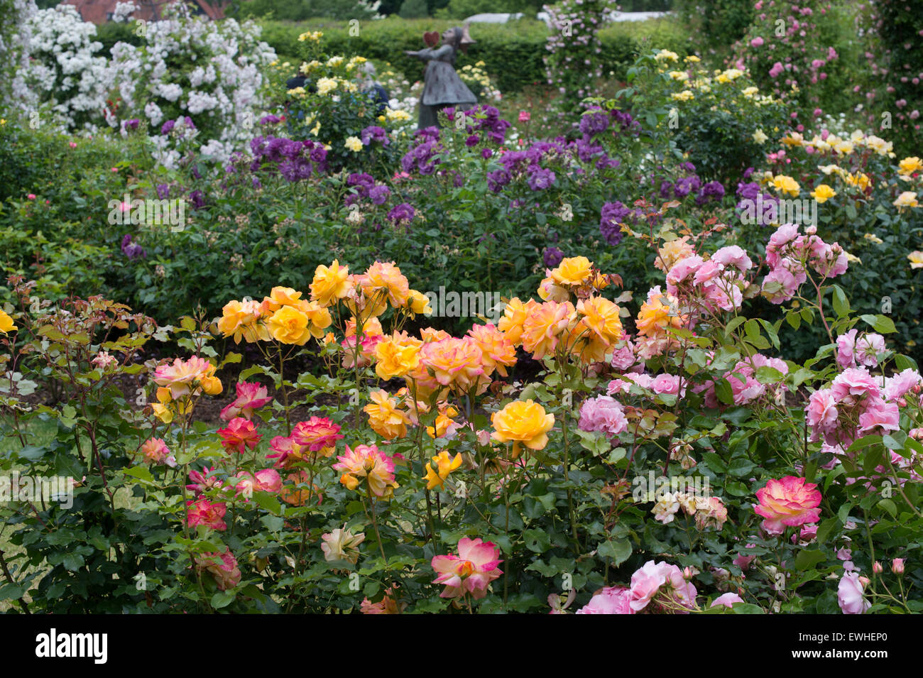 Rose Garden with Rosa 'sahara tanarasah' at RHS Wisley Gardens, Surrey, England Stock Photo