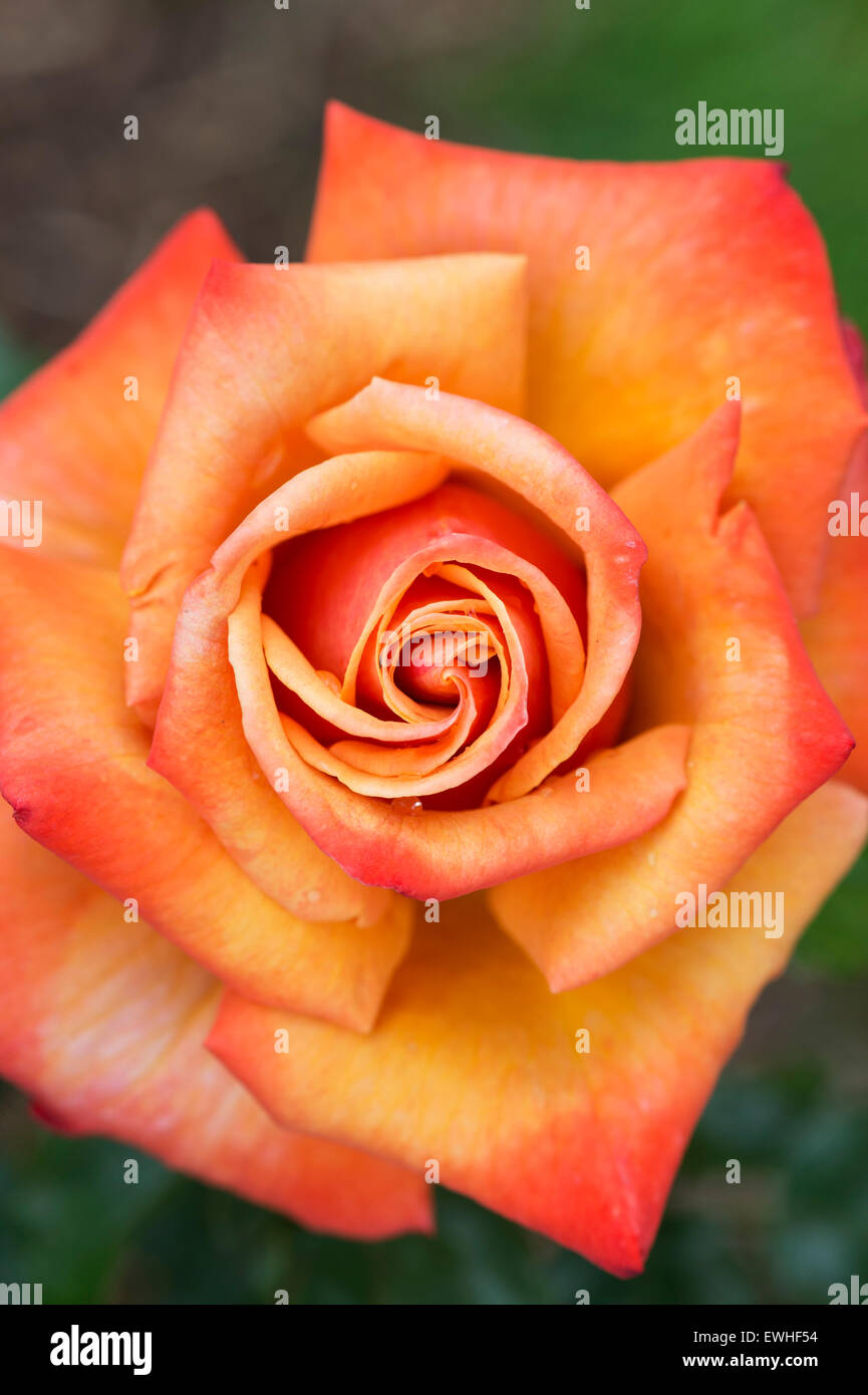 Rosa 'remember me'. Hybrid Tea Rose Stock Photo Alamy