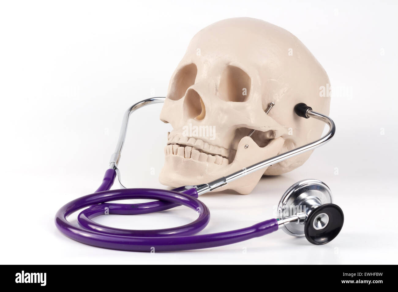 Educational medical supply skull wearing stethoscope Stock Photo Alamy
