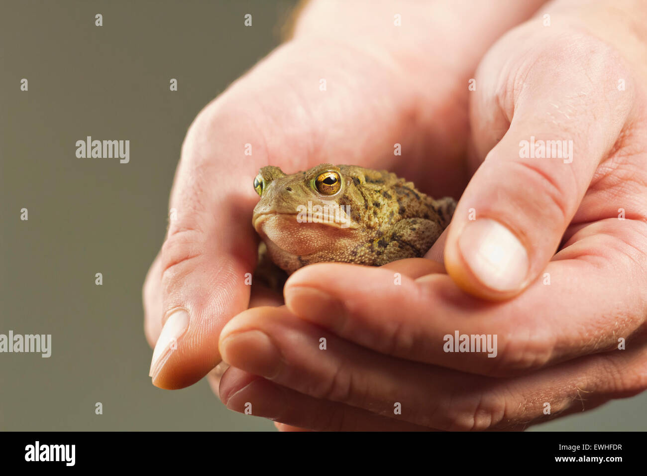 Gentle hands hold captive grumpy Eastern American toad Stock Photo