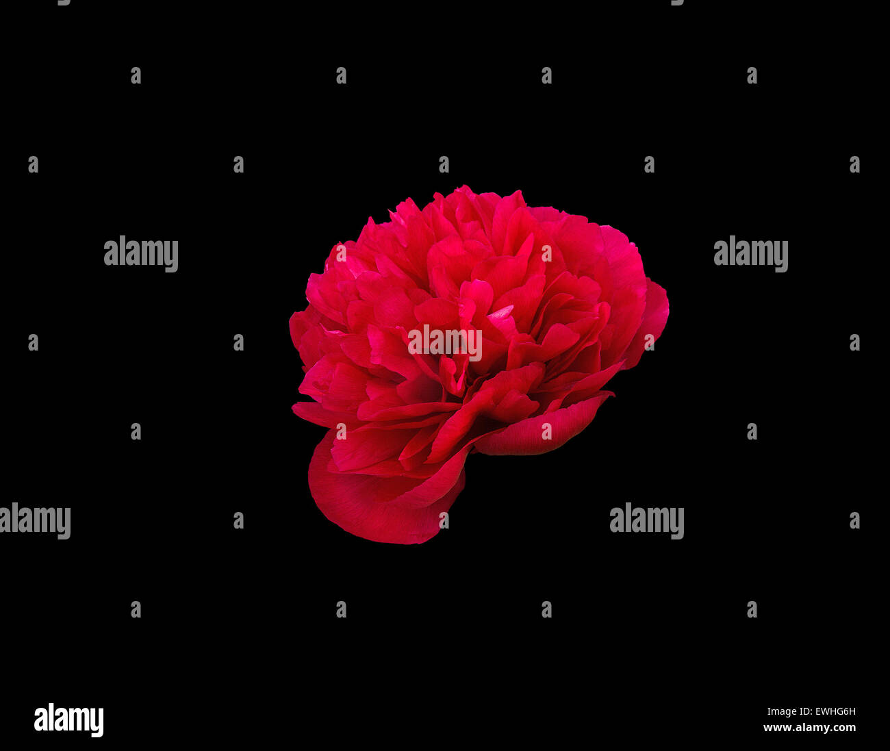 Red peony flower head closeup isolated on black. Stock Photo