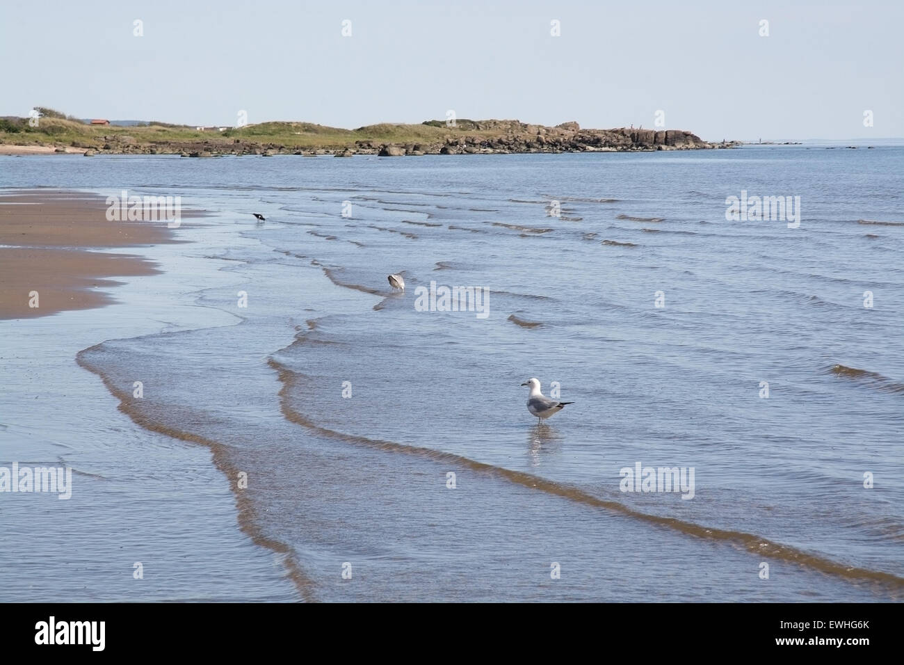 Sand dune and bird life on beach in Falkenberg, Swedish west coast, Sweden. Stock Photo