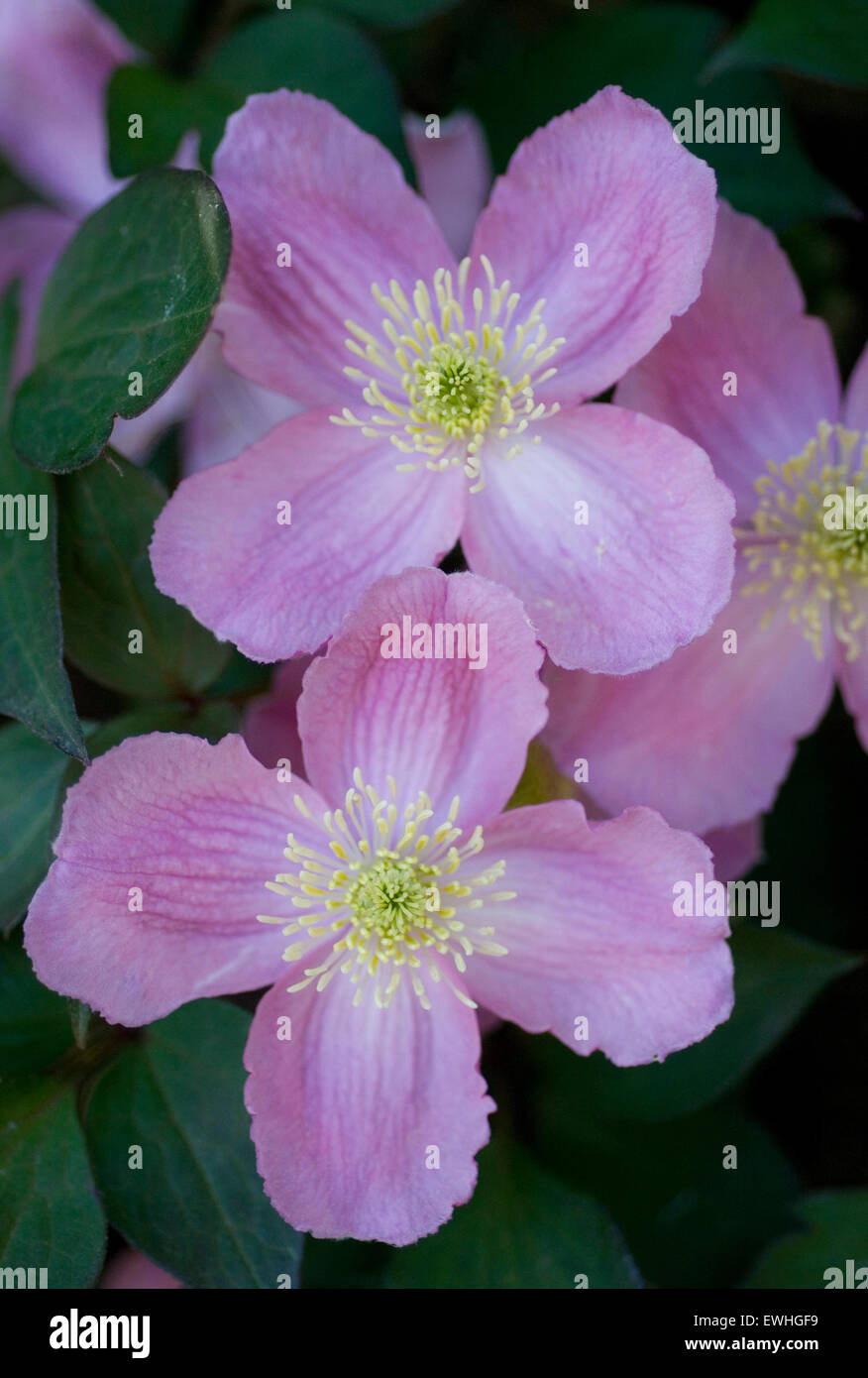 Clematis Montana, climber in spring, detail. Stock Photo
