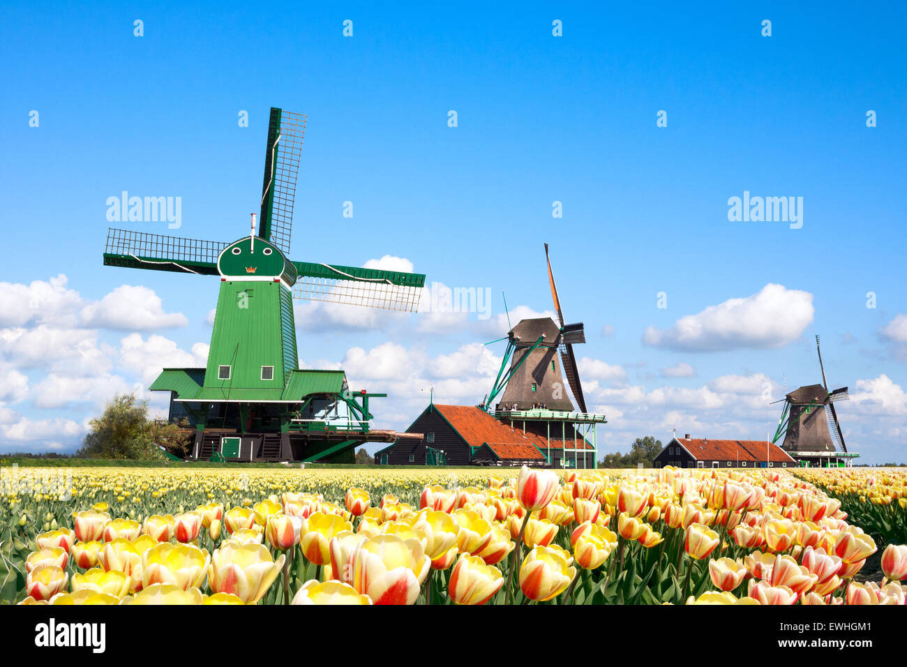 Dutch windmills in a tulipfield in Holland Stock Photo