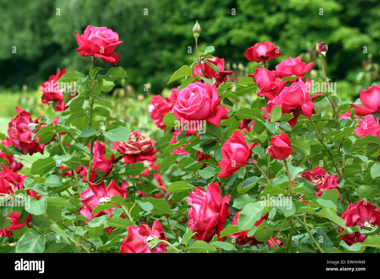 Bush roses hi-res stock photography and images - Alamy