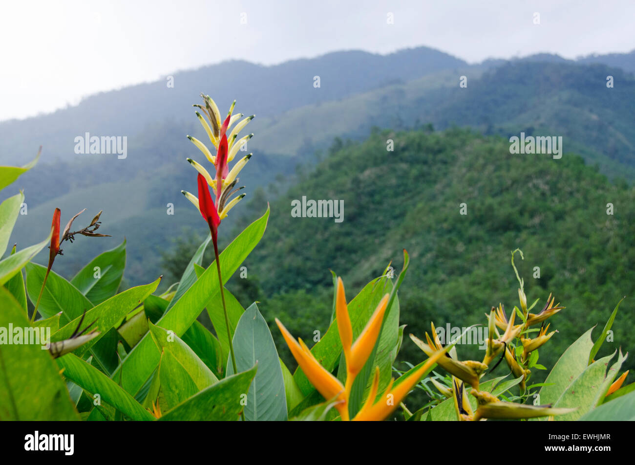 Tropical plant in the mountains Stock Photo Alamy