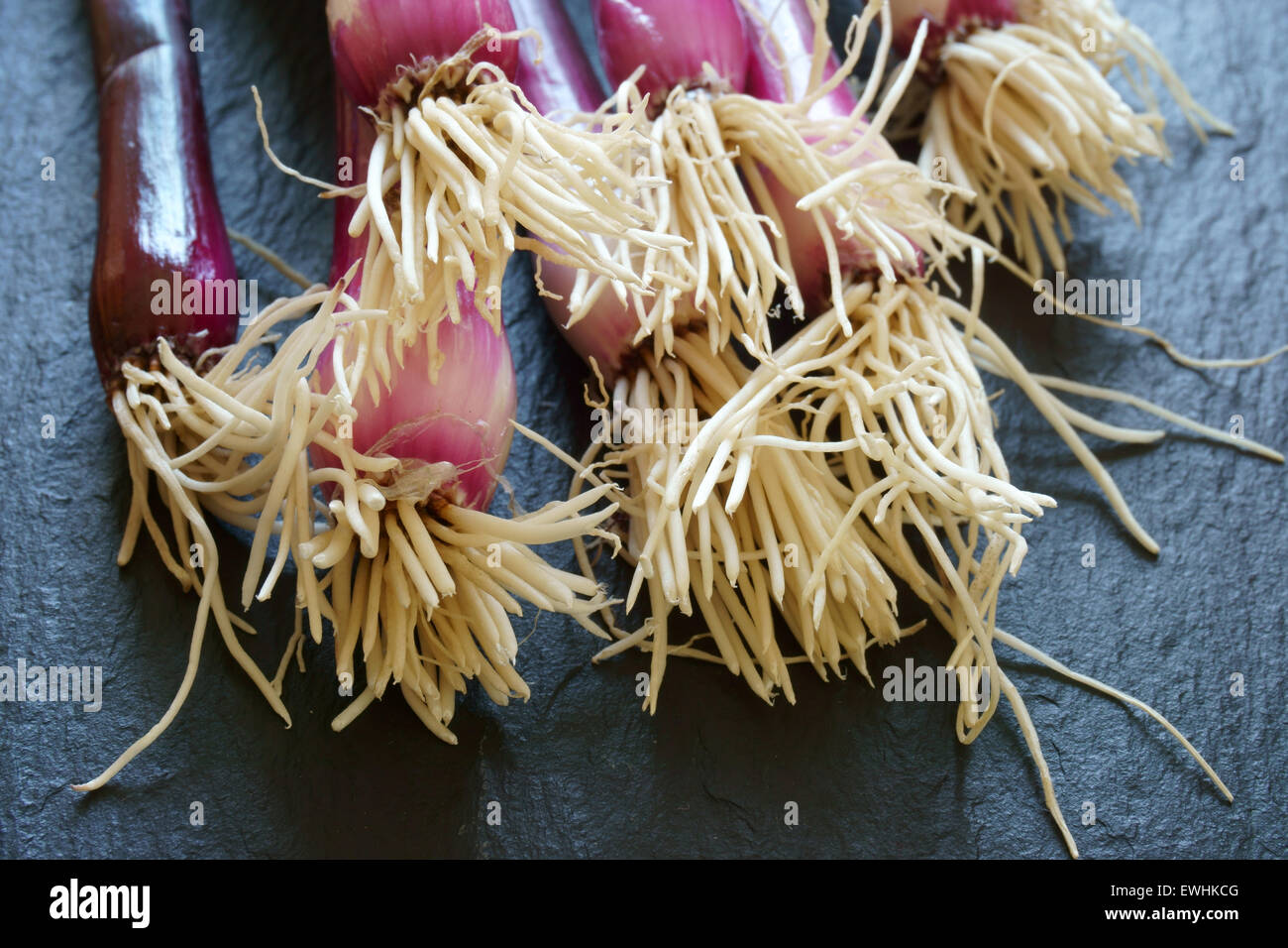 Close up of a bunch of red scallions on a slate platter Stock Photo